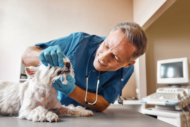 Best Urgent Dental Care in Decatur, TX